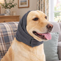 A yellow Labrador wearing the grey fleece dog ear snood on a sofa