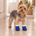 A Yorkshire terrier wearing the blue fleece-lined anti-slip dog boots on a tiled floor