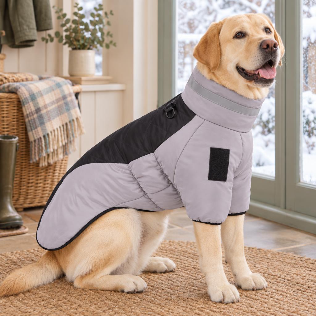 A yellow Labrador wearing the grey and black padded winter dog coat with a high collar indoors