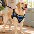 A yellow Labrador wearing the light blue padded no-pull dog harness by a front door
