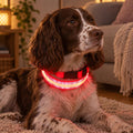 A springer spaniel wearing the red LED light-up dog collar glowing red in a living room
